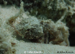 Mushroom Scorpion Fish. We say in Bonaire " the dives not... by John Roach 